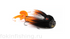 Бактейл Catch With Care Miuras Mouse Big, 230 мм, 95 гр, цвет: Derg Wisper, (11-MMB-016)